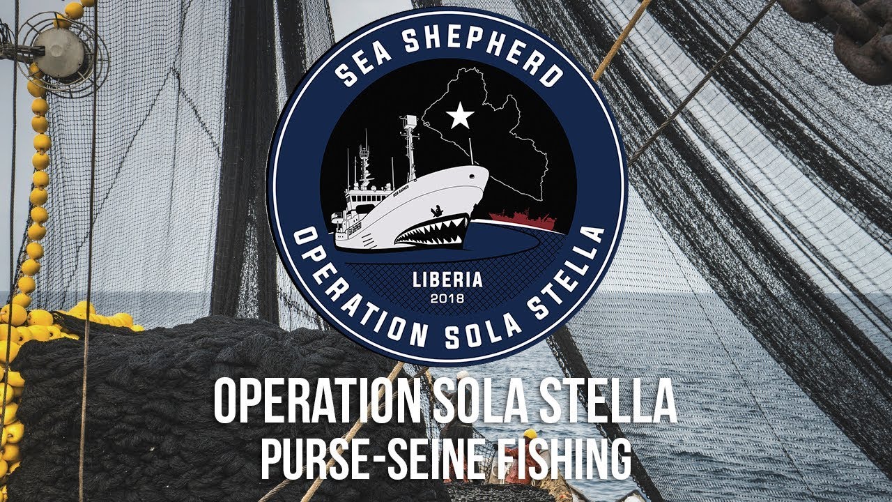 How Illegal Purse-Seine Fishing Decimates Marine Wildlife