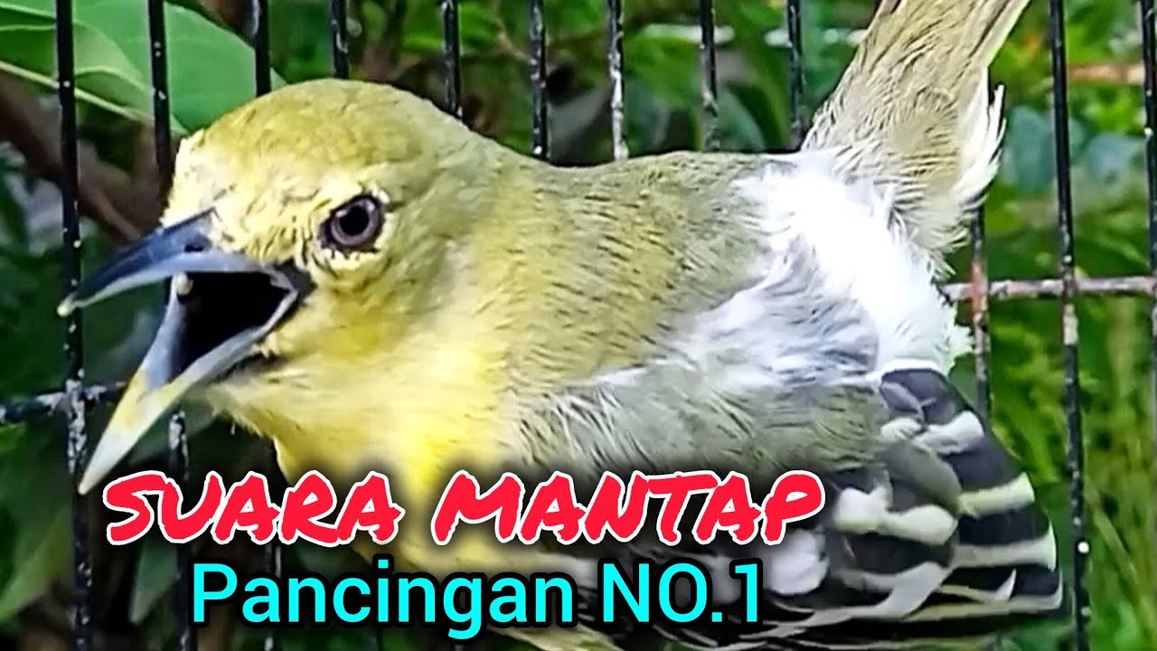 SIRTU GACOR Suara MANTAP Untuk Pancingan Sirtu Manapun. BIKIN SIRTU GACOR EMOSI