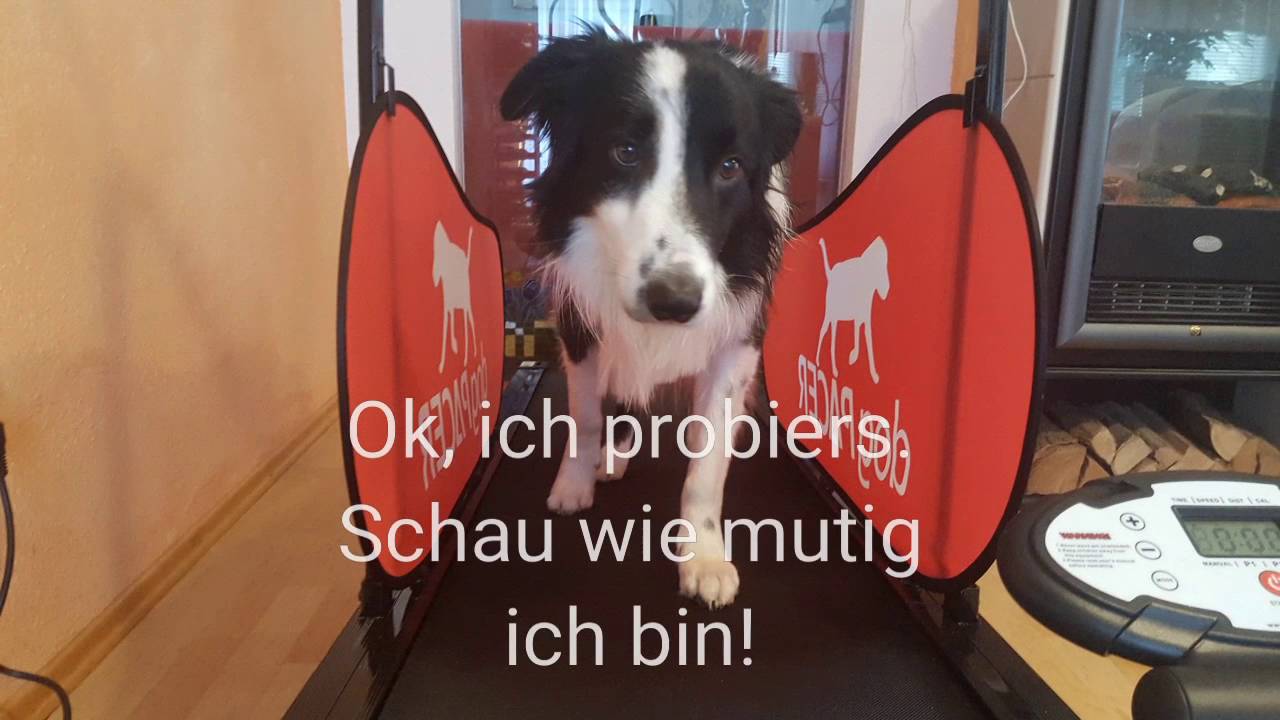 Hundelaufband Dogpacer, die ersten Schritte