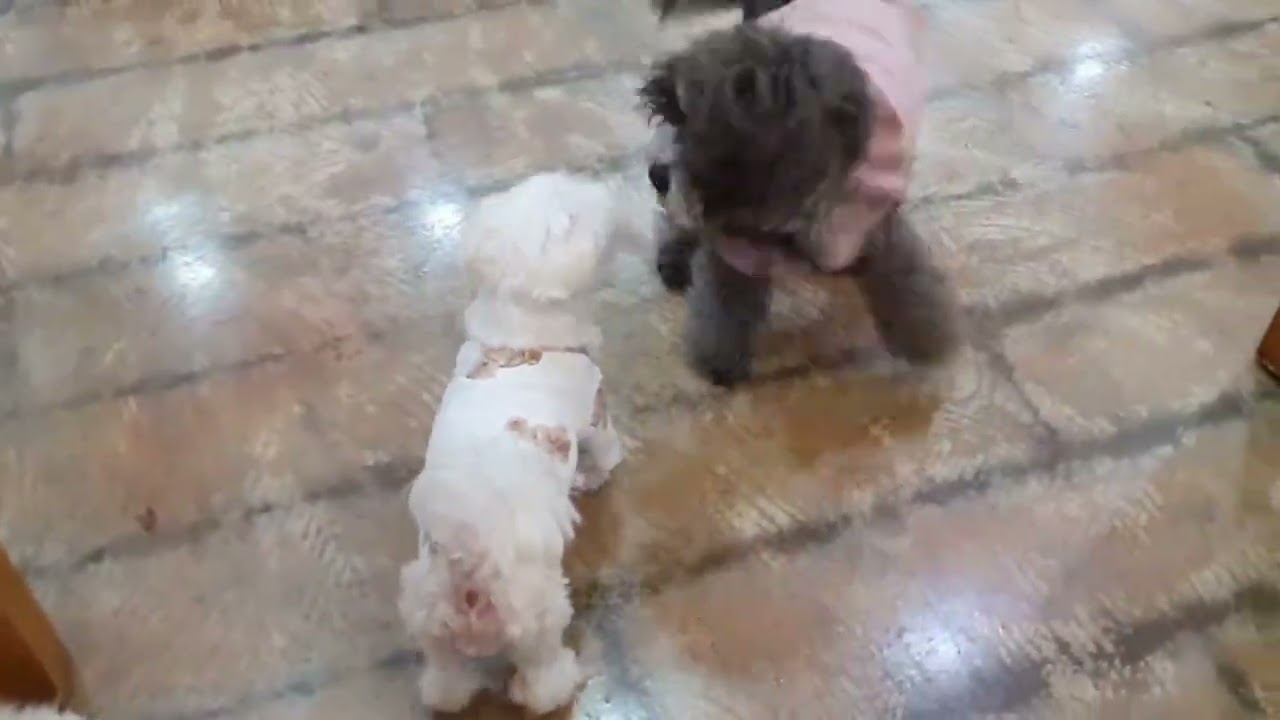 애견카페 방문(Visiting a dog-cafe) #애견카페 #강아지 동반카페