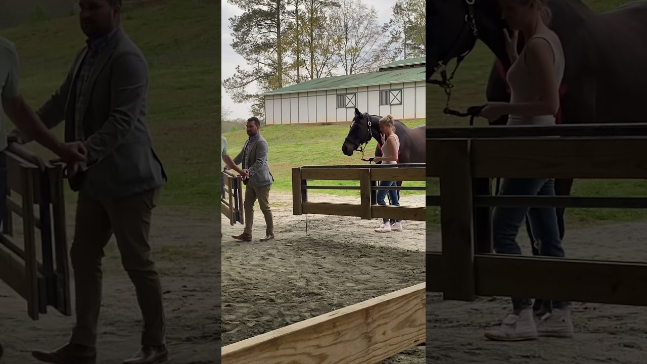 Horse surprise