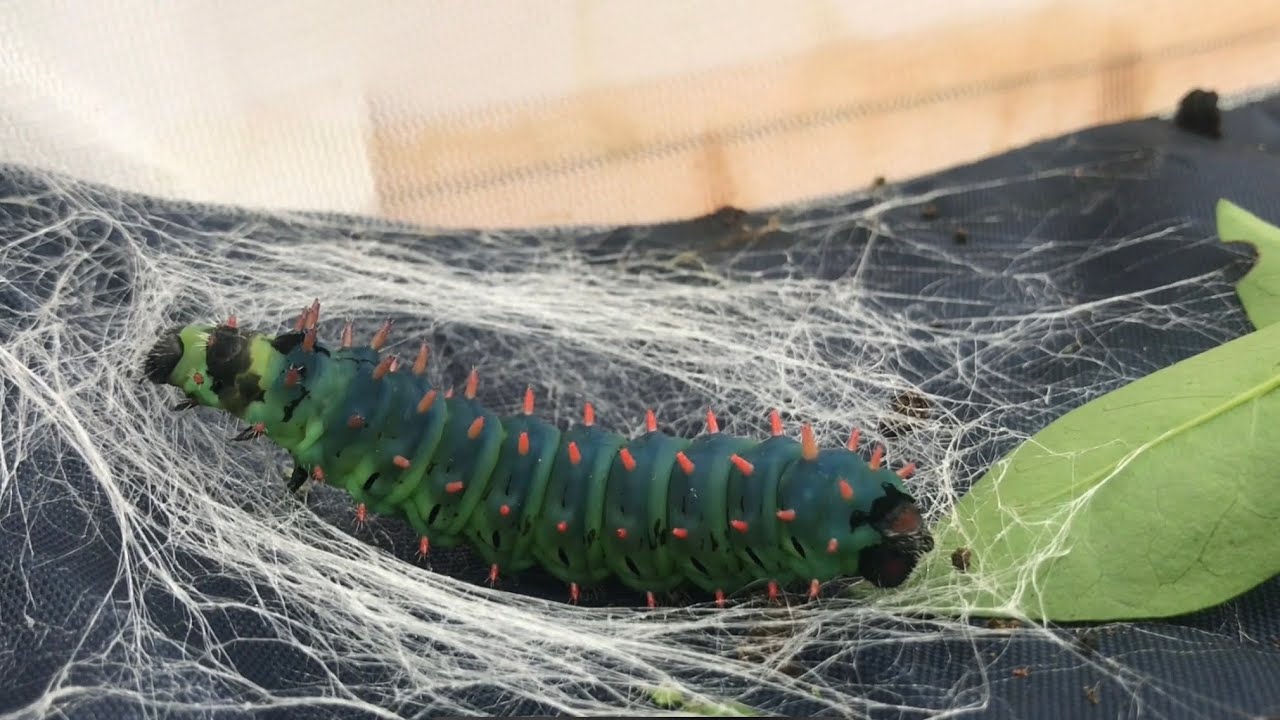 Watch an antherina suraka moth grow from start to finish.