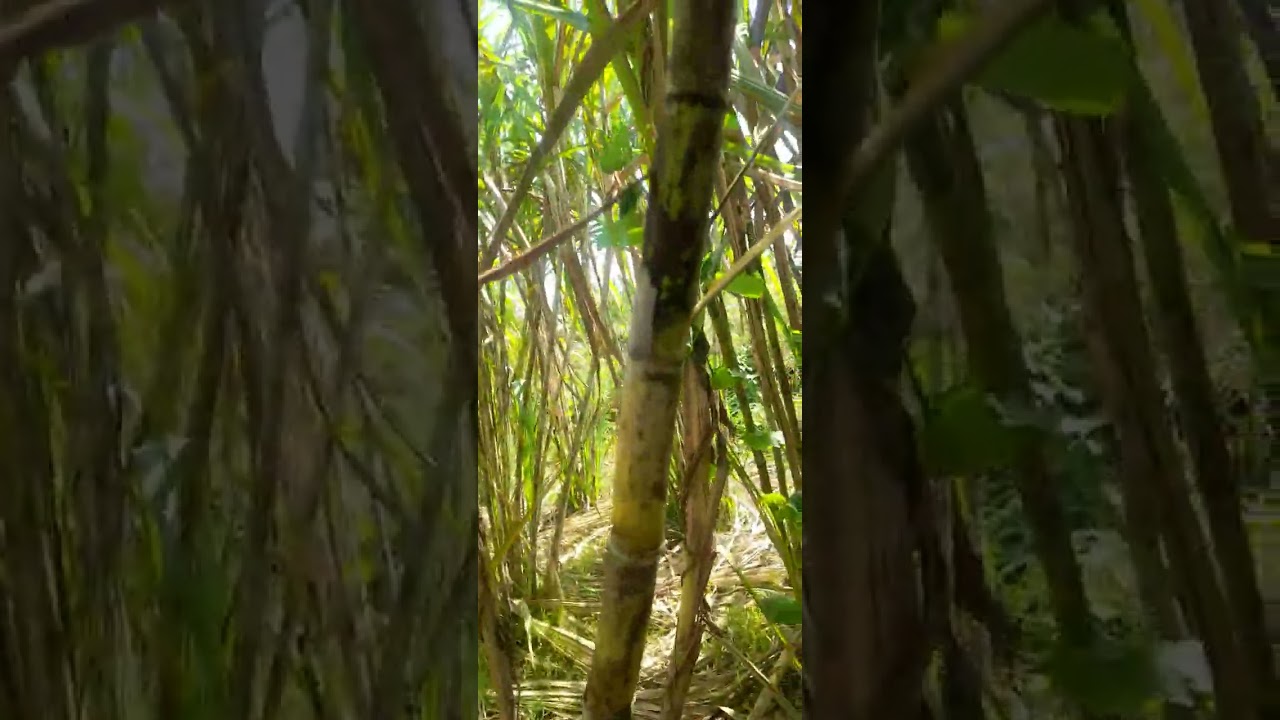 ตอบคำถามอ้อยอะไรอร่อยที่สุด@0835073114-0808205077