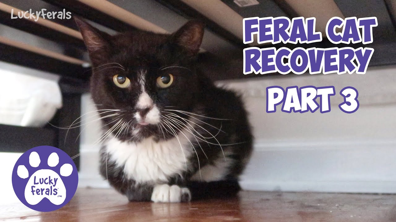 Injured Feral Cat Recovery Part 3 - Days 16 - 25 - Ditto Tribute - Training A Feral Cat