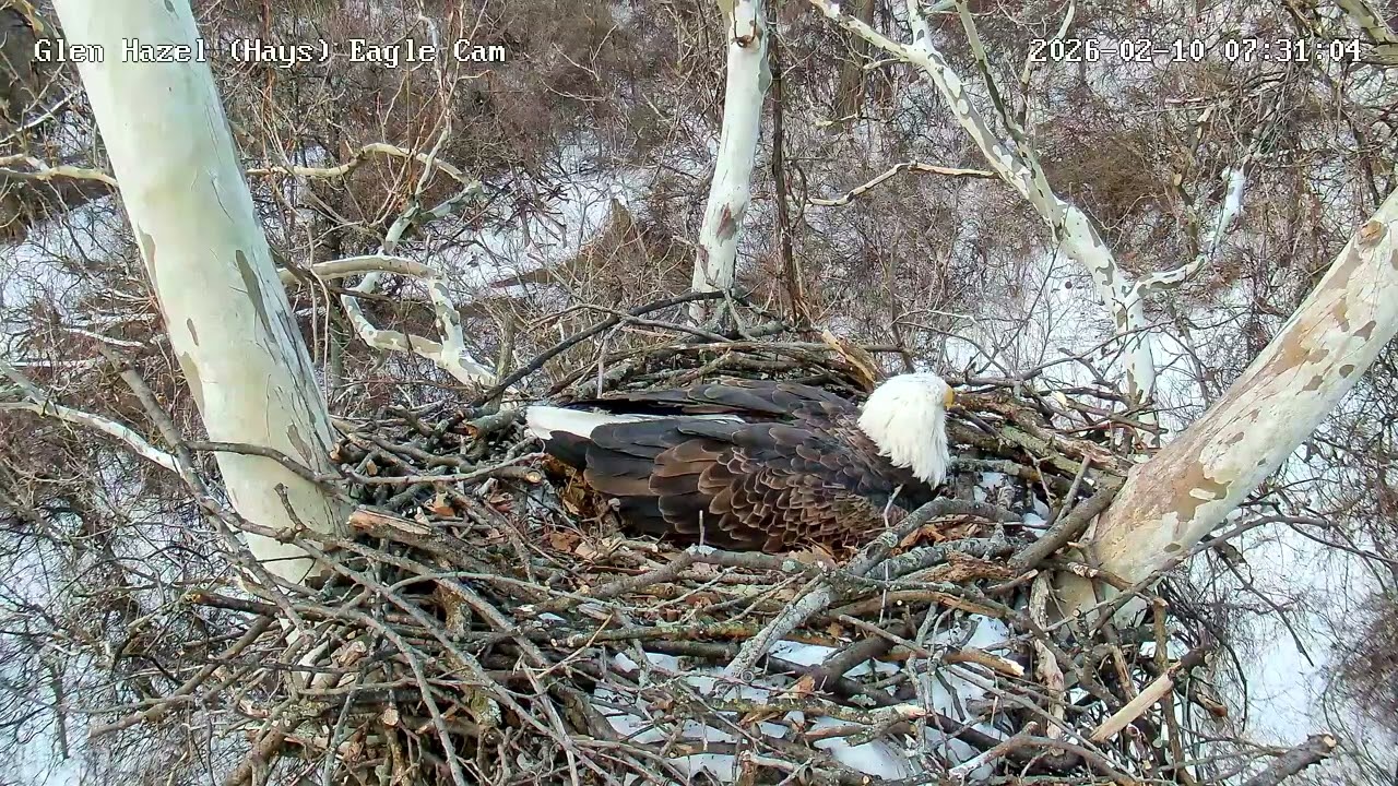 Glen Hazel (Hays) Eagles-A flock of turkeys flyby behind the nest-Mom doesn't react! 02-10-2026 7:30