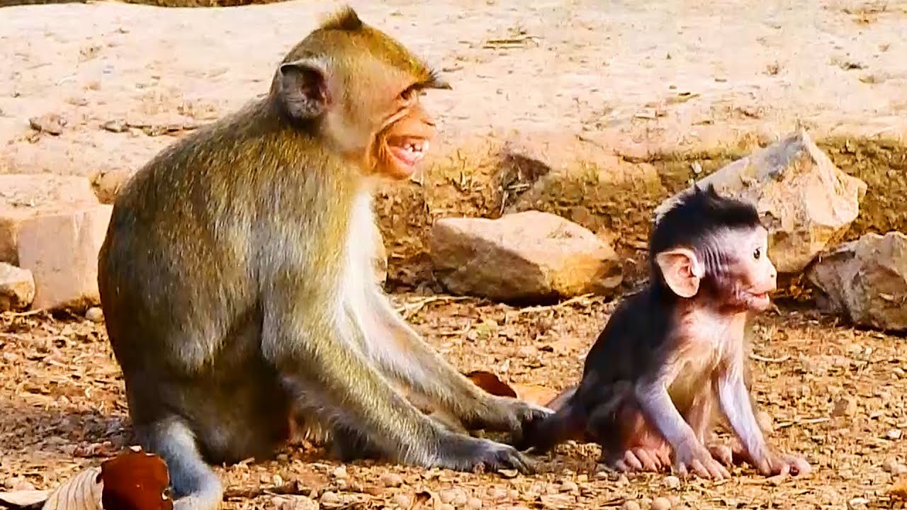 OMG! So Scare! Blacky Monkey Bite, Janna Monkey & Jazzy Monkey Run Out Of Blacky To Jane Monkey.