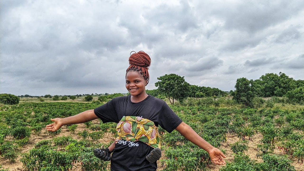 Мои инвестиции в перечную ферму площадью два гектара в Гане.🇬🇭