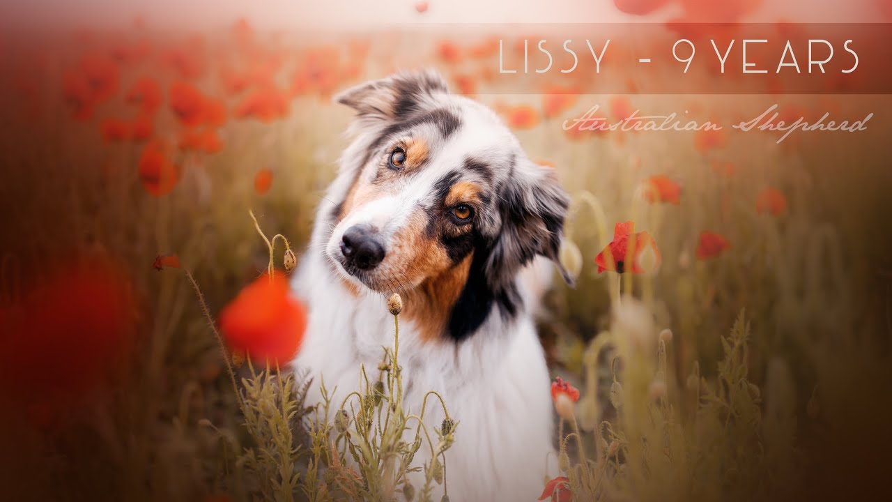 Lissy - 9 years [Australian Shepherd]