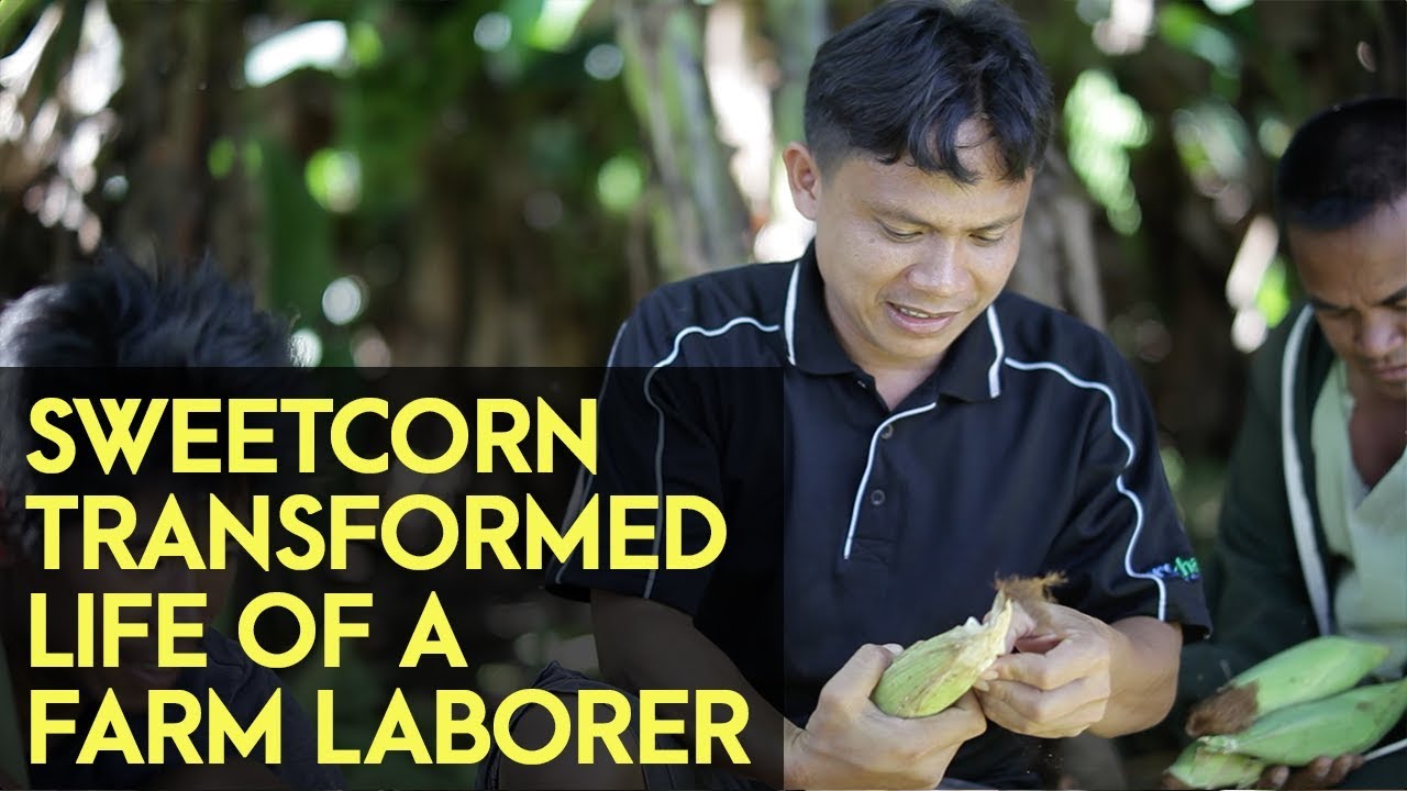 Sweet Corn Farming: From a Farm Laborer to a Farm Owner - Why He Become Successful