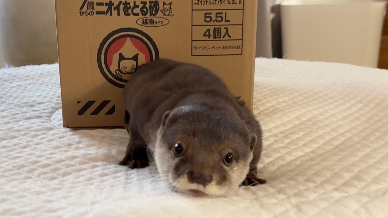 猫のためにおやつを取ってあげるカワウソ The kind otter who fetches treats for the cat