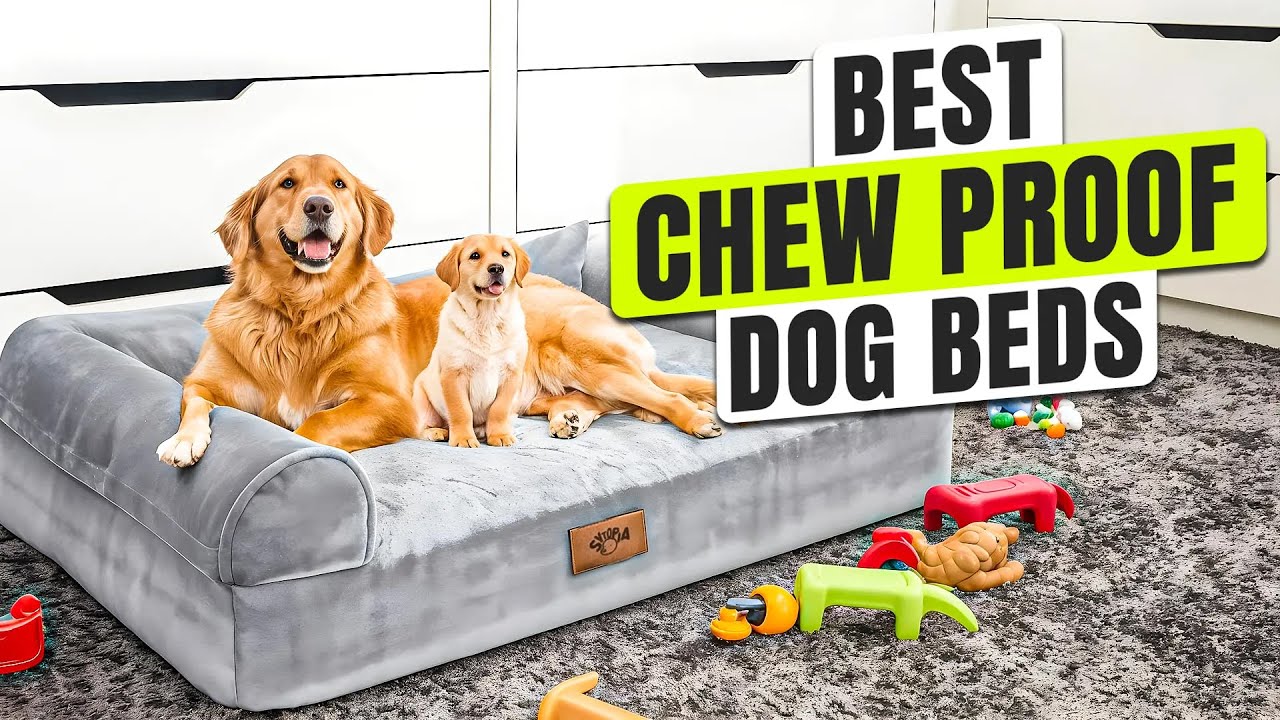 3 BEST Chew Proof Dog Beds 2025 - Stop Replacing Beds Every Month!