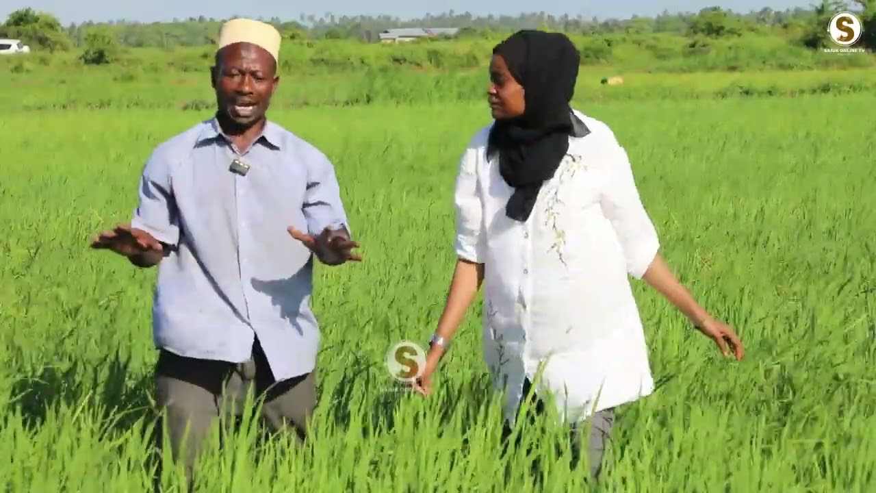 UMUHIMU WA PALIZI KATIKA KILIMO CHA MPUNGA