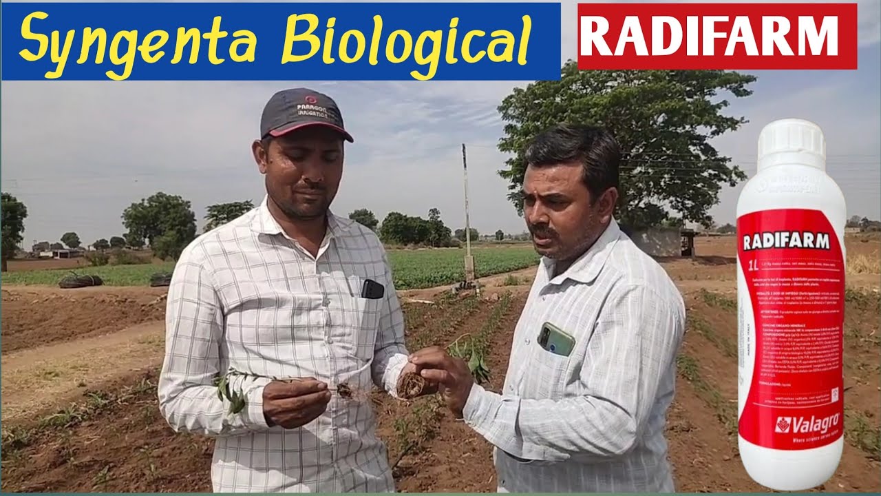 Valagro RADIFARM|गर्मी में मिर्च की जड़ों का विकास।  Syngenta Biological ।