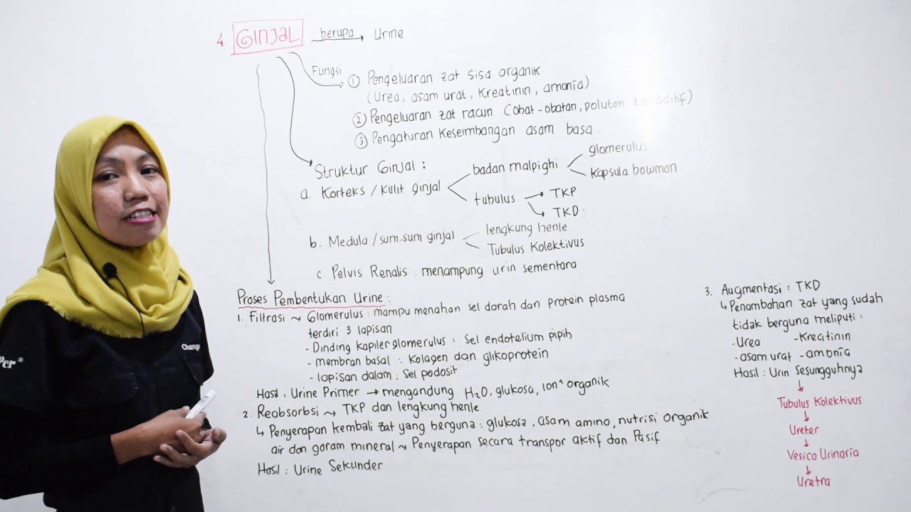 Video Pembelajaran Kelas 11 K13 - Biologi - Sistem Ekskresi