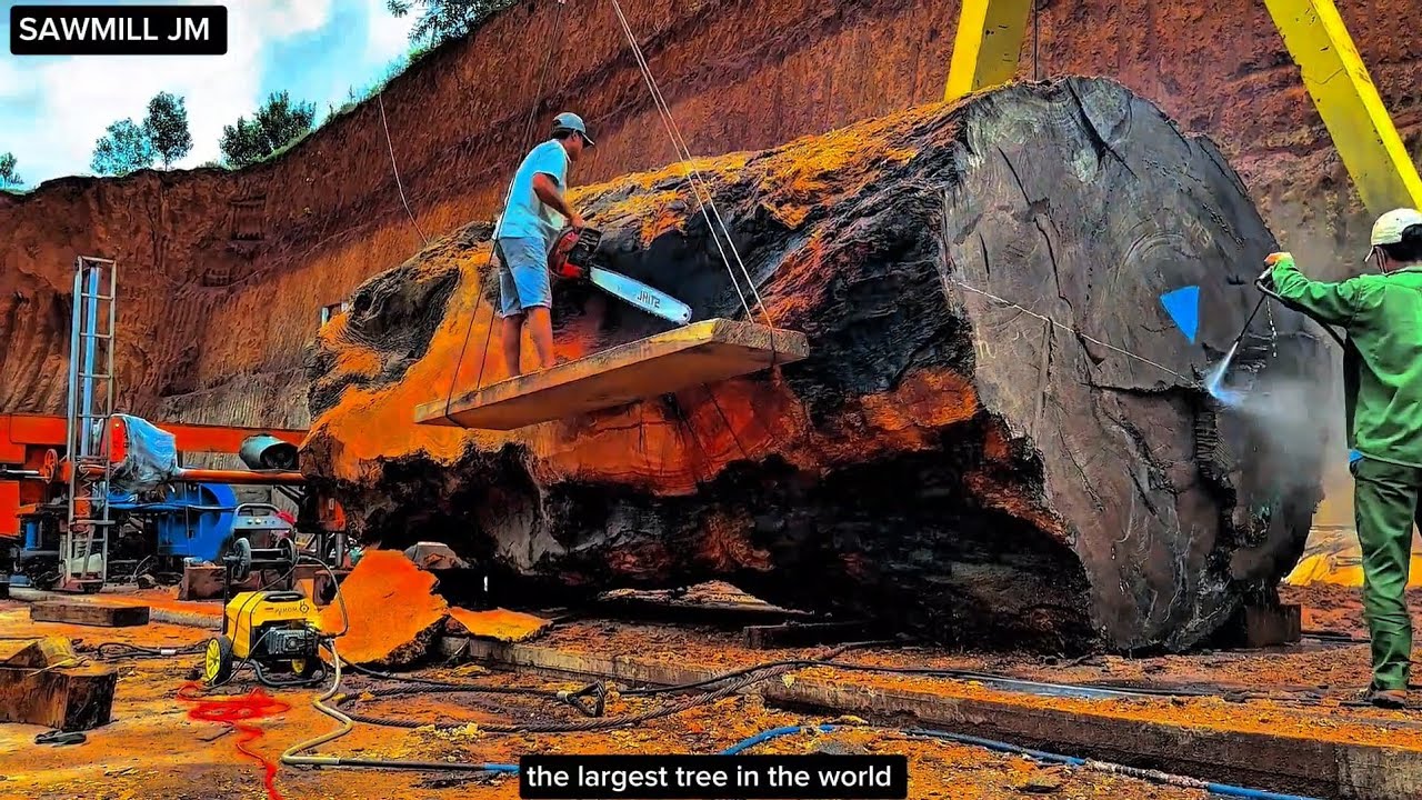 This is how you cut down a 3000-year-old tree