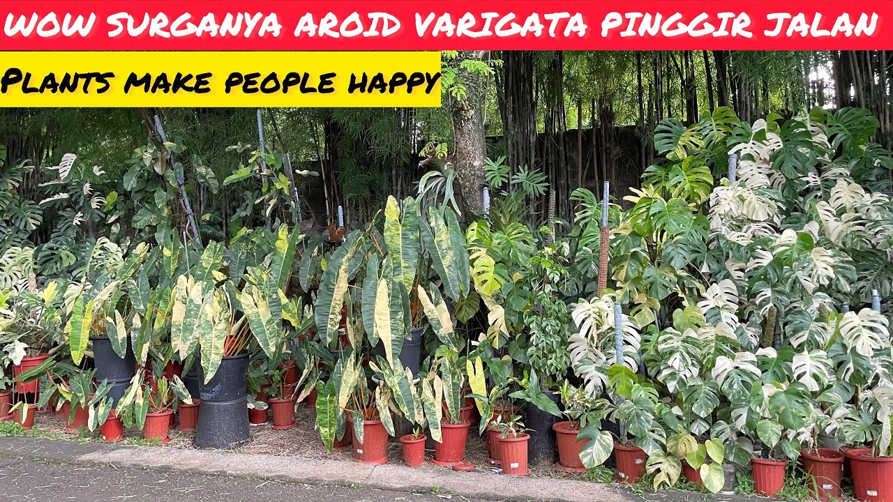 WOW SURGANYA AROID VARIGATA DI PINGGIR JALAN ‼️ BIKIN HAPPY KALO LIAT INI DI JEEVAGARDEN