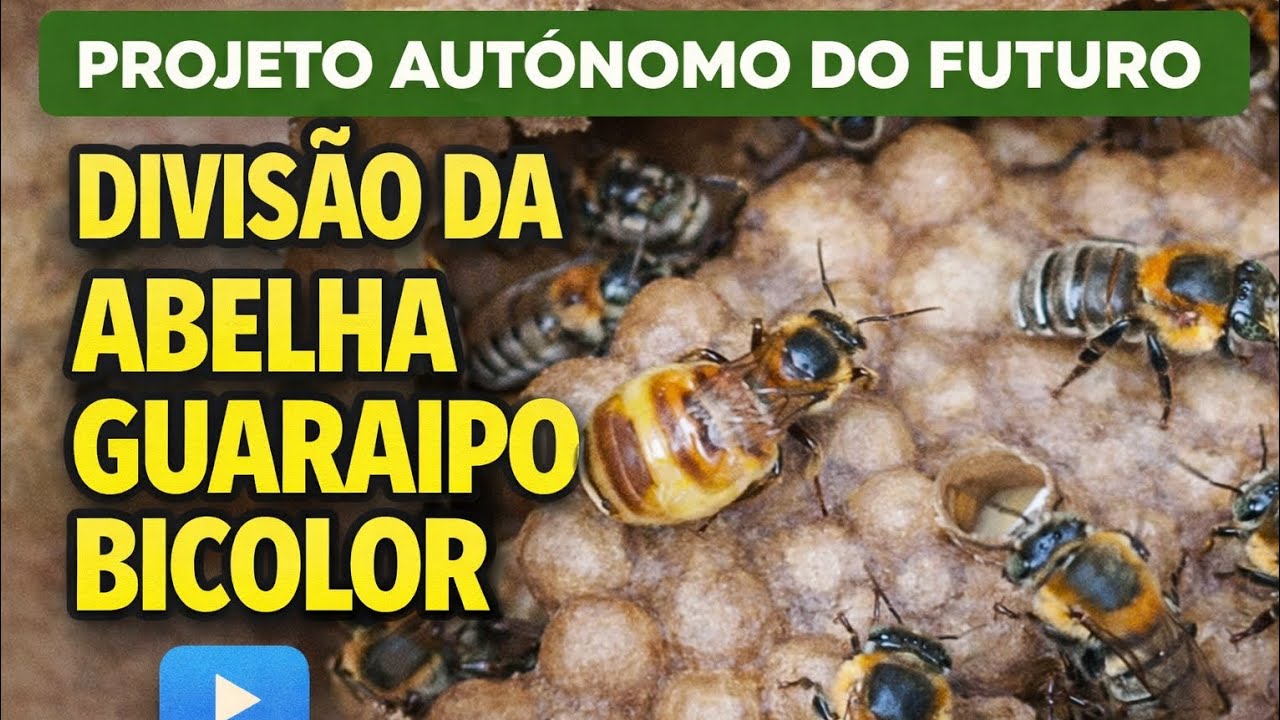 Divisão Abelha Guaraipo Bicolor - Projeto Autônomo do Futuro