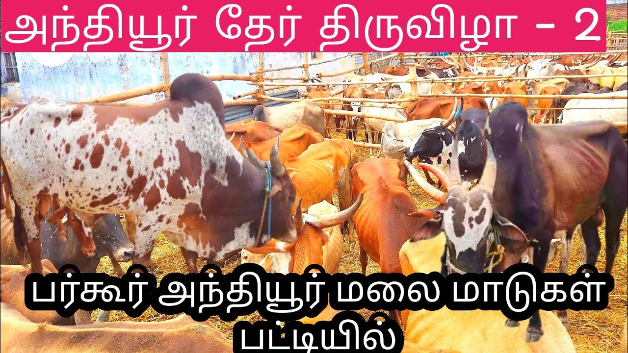 அந்தியூர் தேர் திருவிழா2024 # பர்கூர் மலை மாடுகள் 