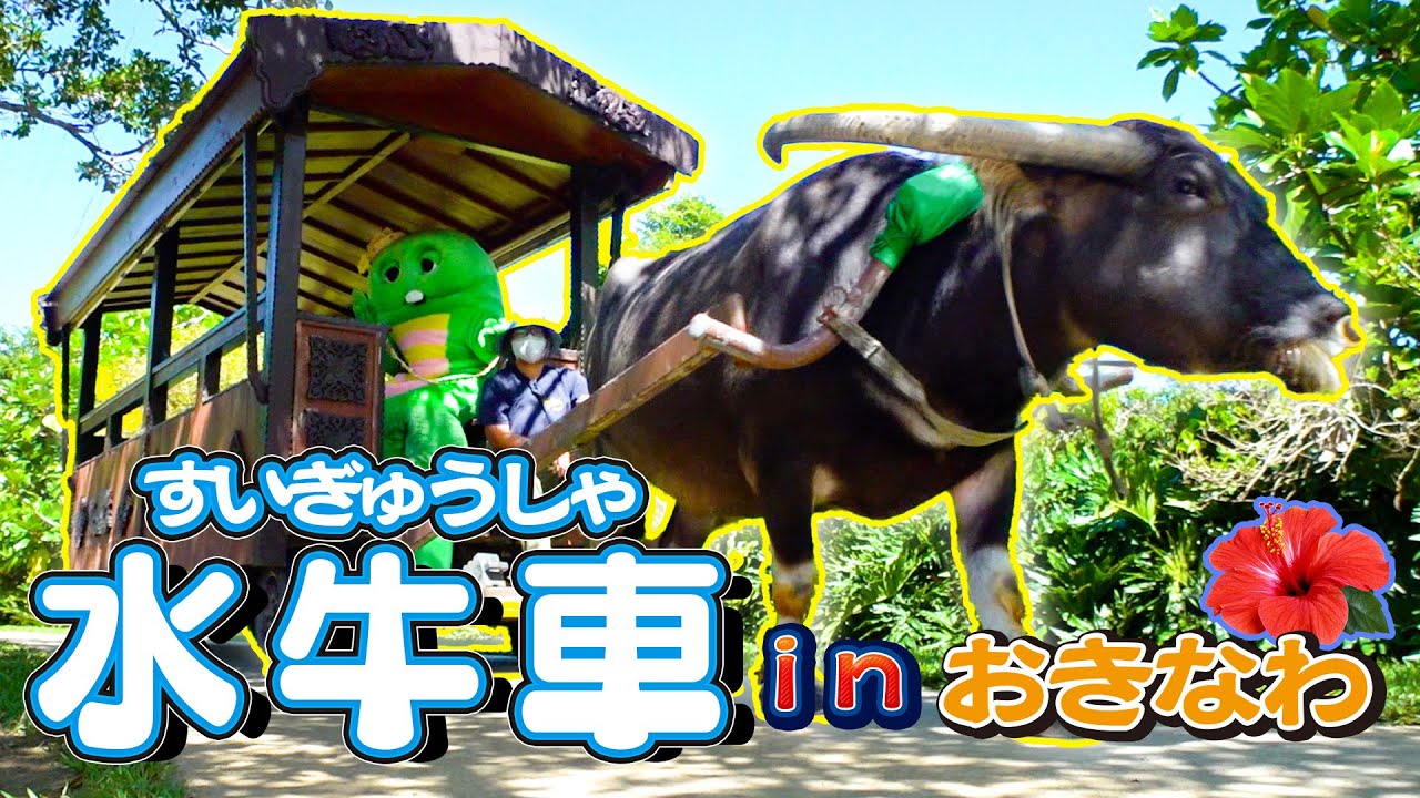 沖縄(おきなわ)でしか出会えない！？水牛(すいぎゅう)さんが引く水牛車にのってのんびりしました♪ #水牛 #水牛車 #ビオスの丘 #沖縄 #観光 #旅行 #動物 #どうぶつ #animal