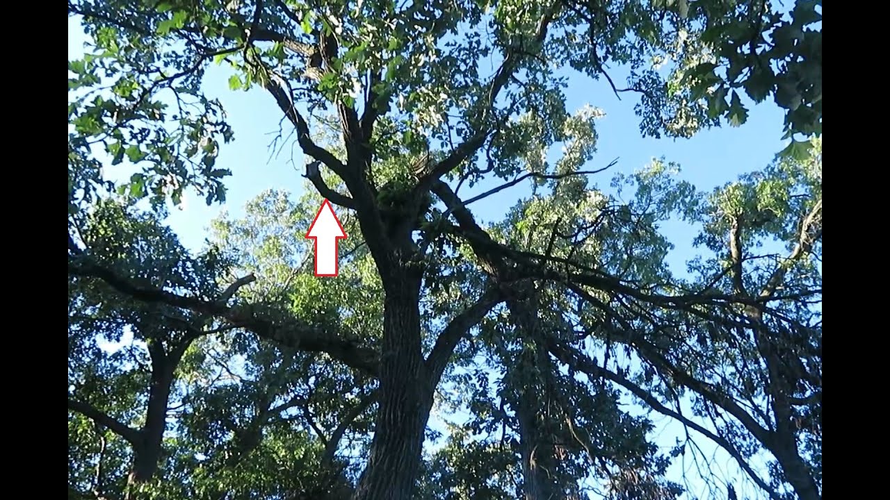 How to Pull Down a Hung-up Tree Limb that&rsquo;s too High to Reach
