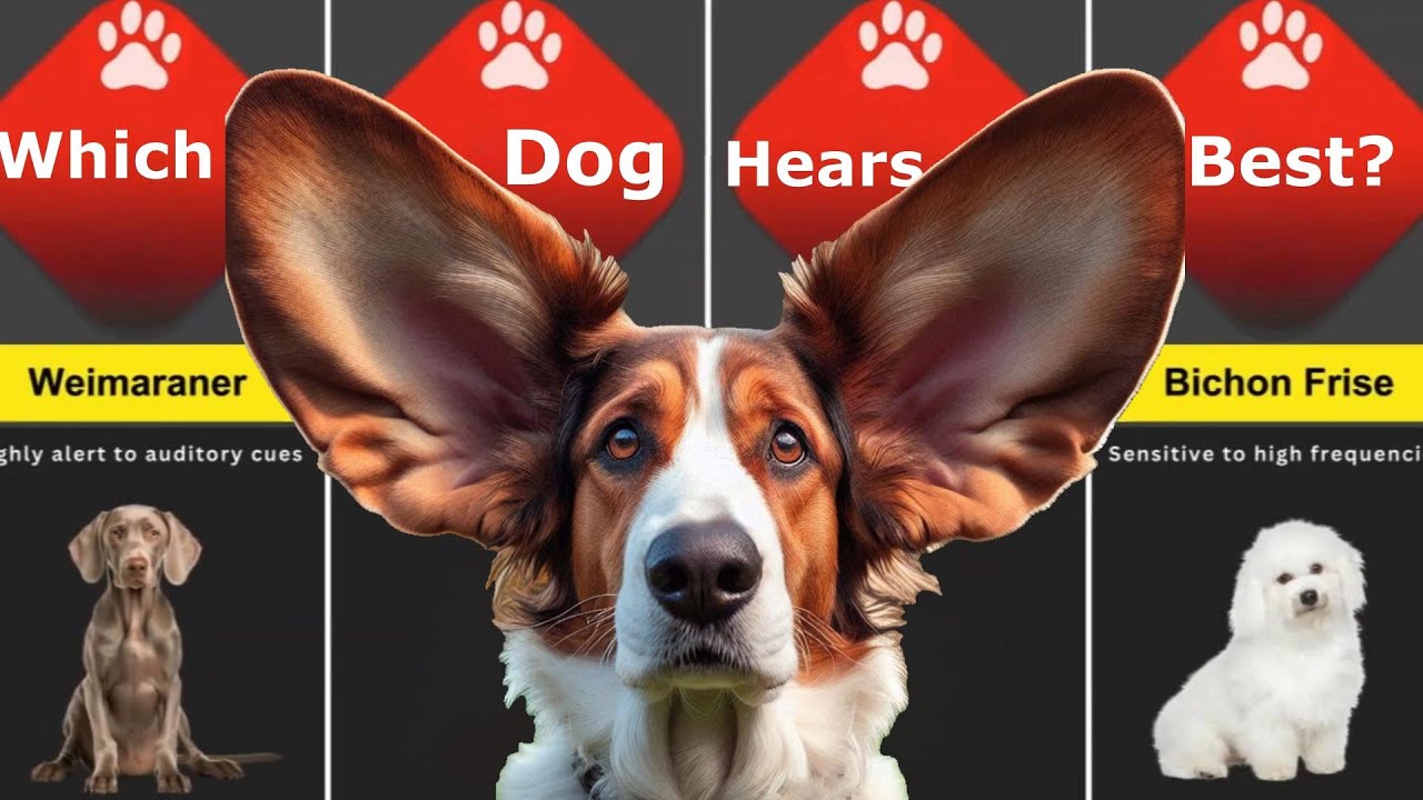 Dogs With Best Hearing | Comparison