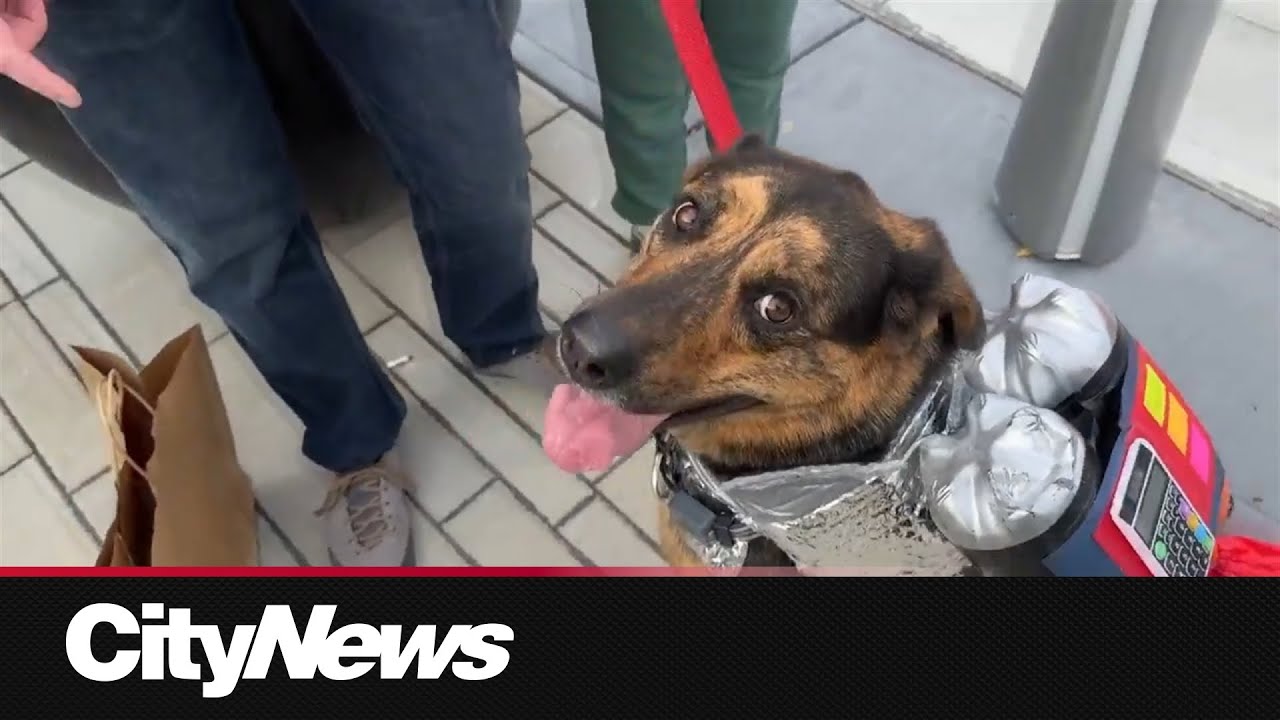 Hundreds of Calgarians attend 5th annual Pup Crawl in Kensington