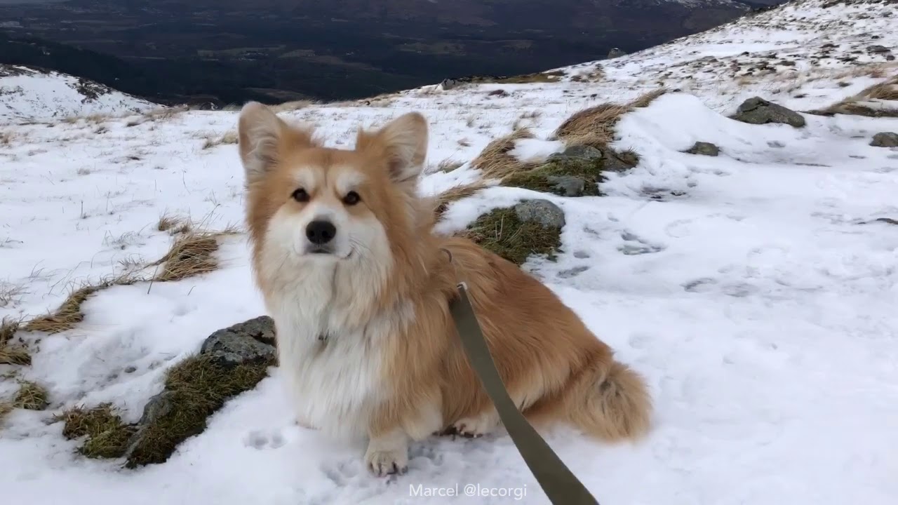 Marcel Le Corgi Visits Fort William,  Nevis Range, Ben Nevis Distillery and Stays at Inverlochy Cast