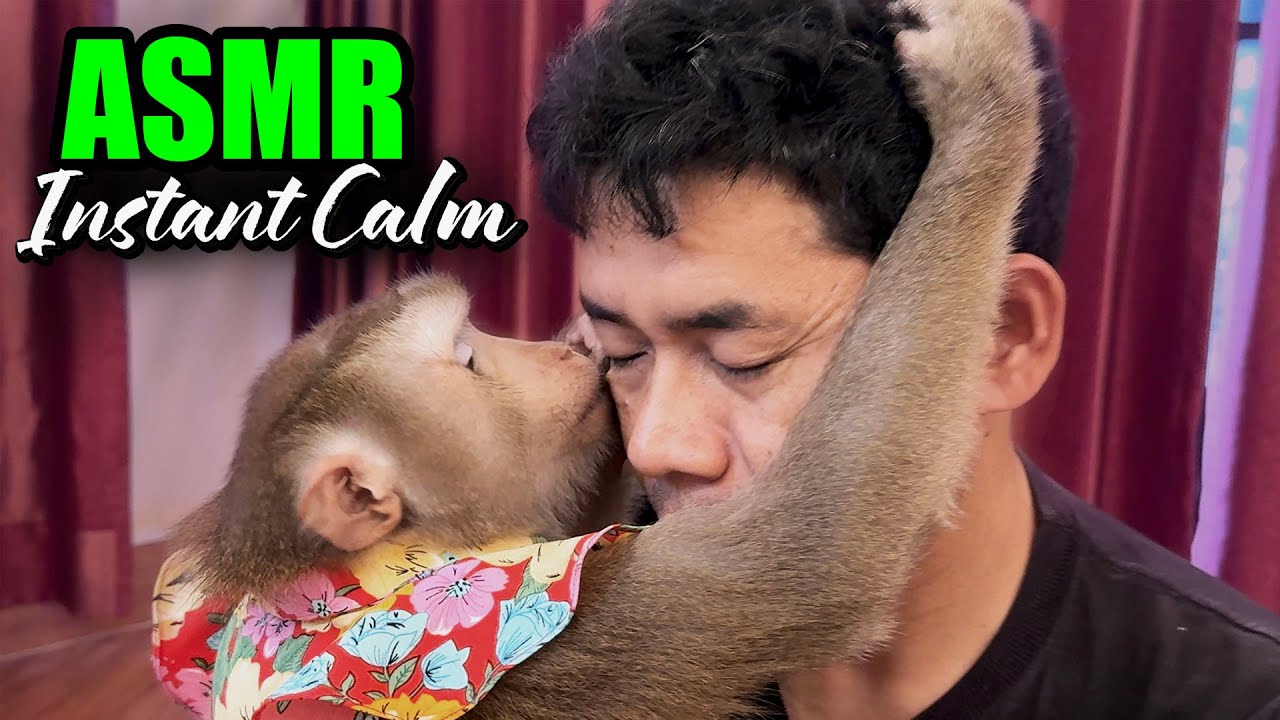 ASMR Monkey | Soothing Triggers For DEEP SLEEP (No Talking, Instant Calm)