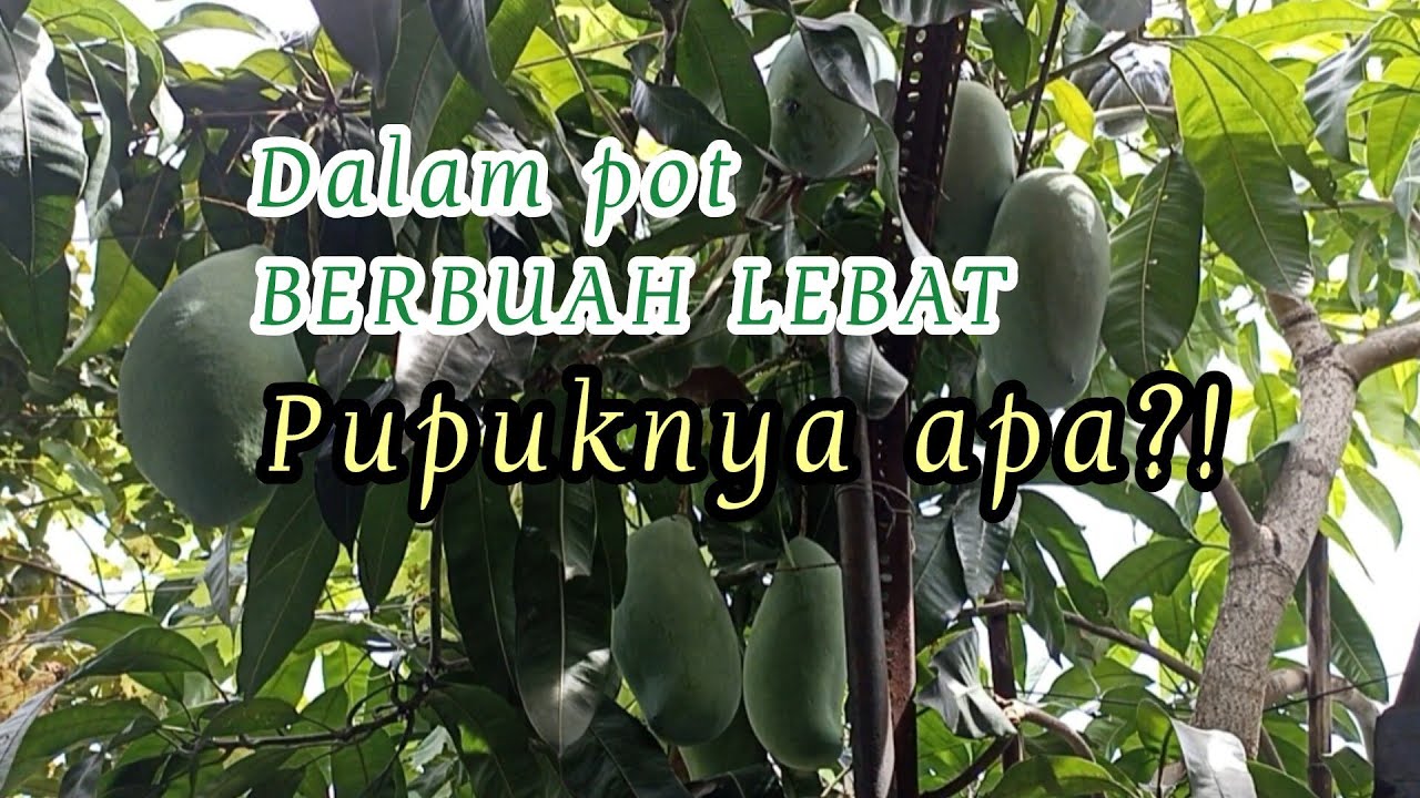 MENANAM DALAM POT APAKAH BISA BERBUAH LEBAT ?! || TABULAMPOT | MANGGA MAHATIR