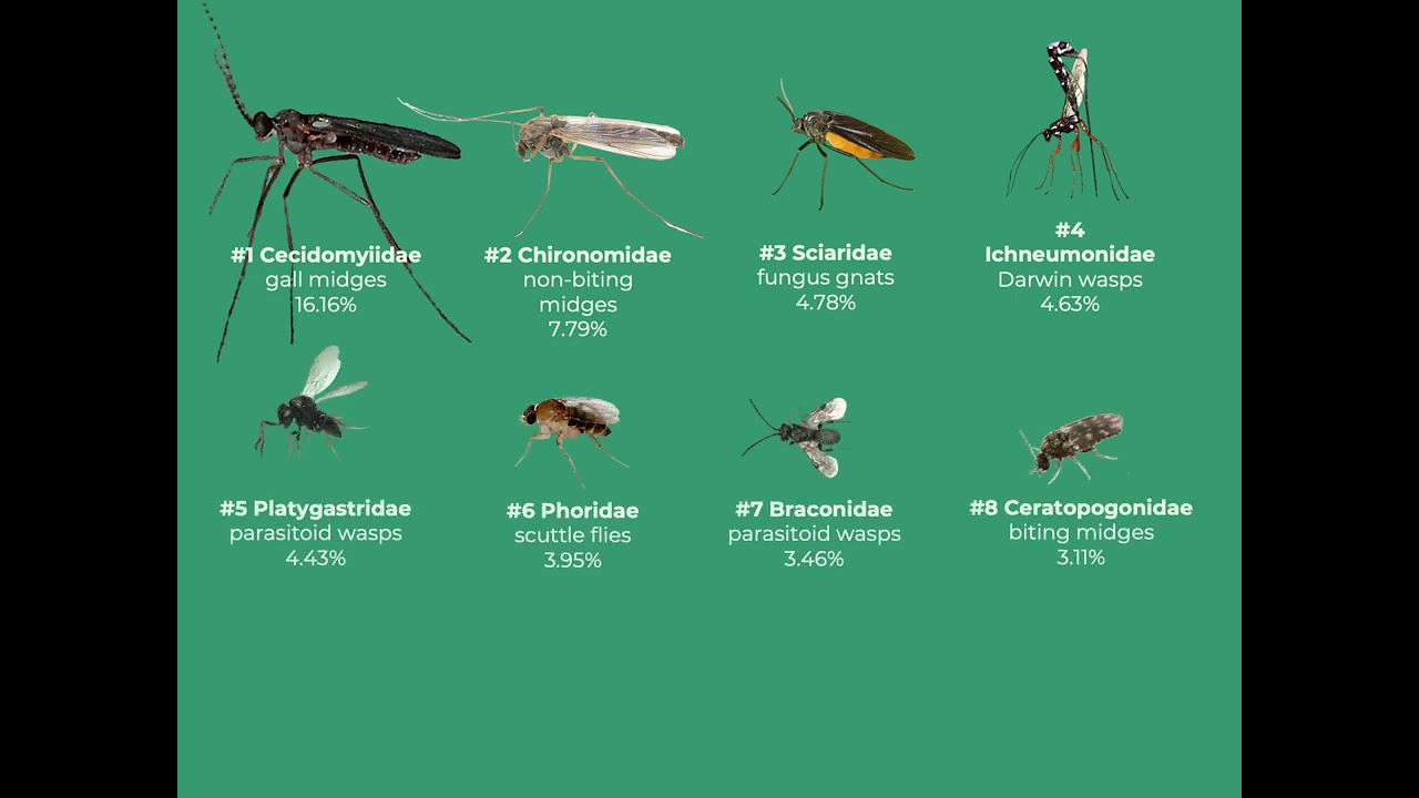Globally dominant insect clades defy a classic biodiversity rule