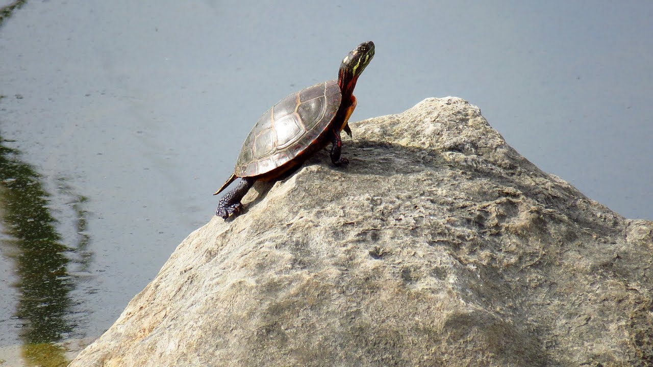 TURTLE ROCK MUSIC VIDEO OLW