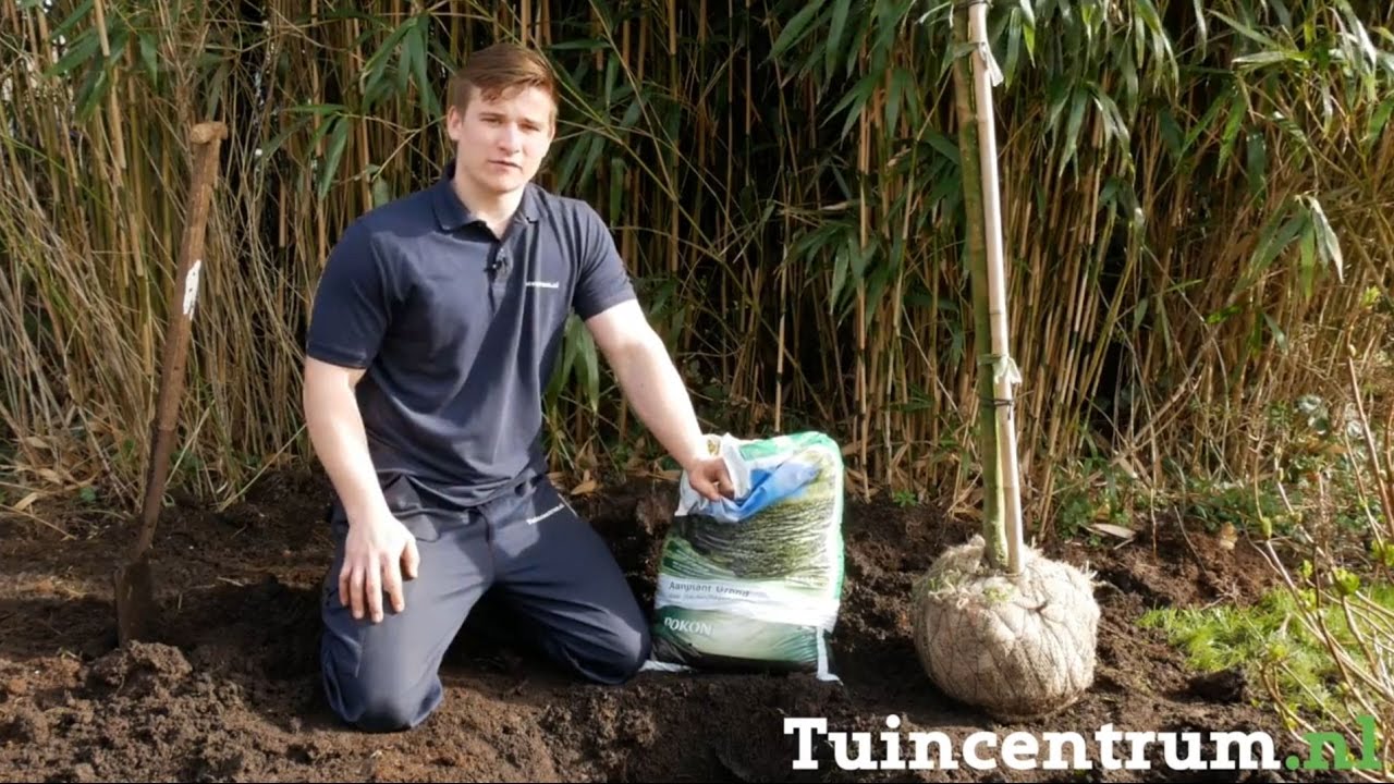 Fruitbomen in de tuin