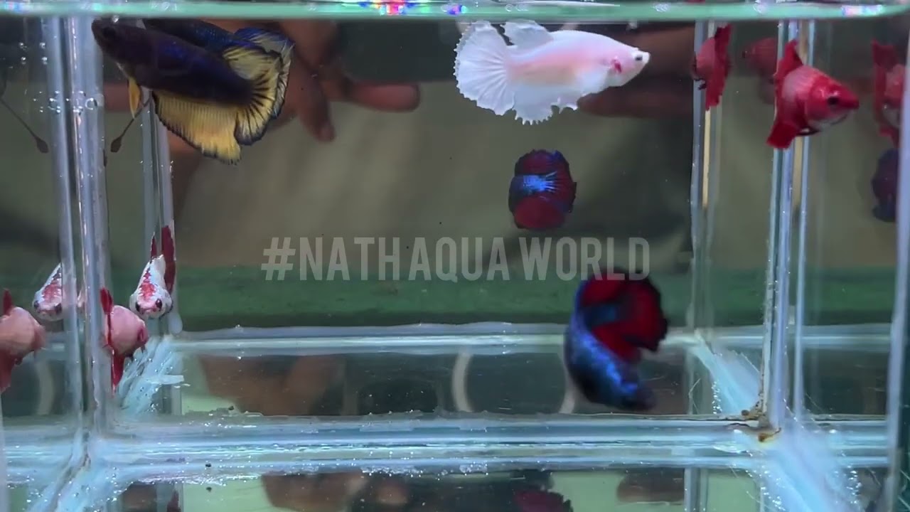 Female betta fish imported #femalebetta #bettalovers #bettamulticolour #bettafish #fighterfish