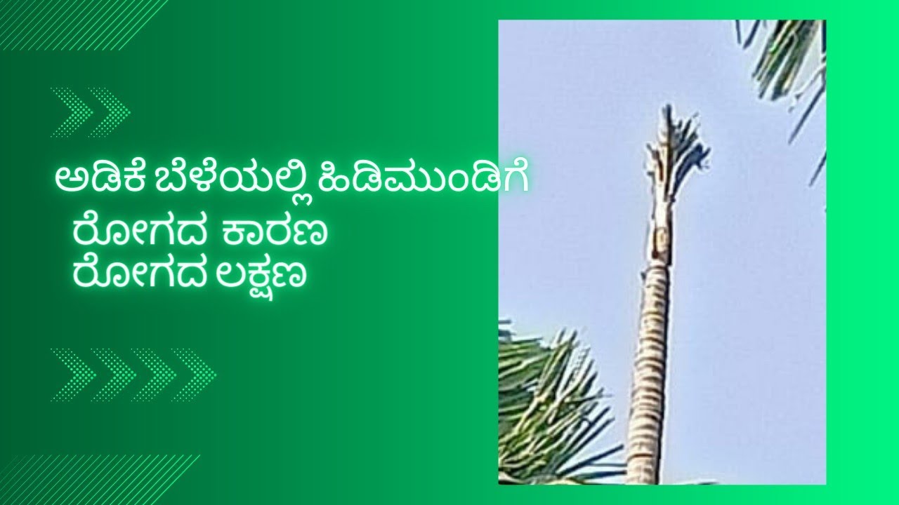ಅಡಿಕೆ ಬೆಳೆಯಲ್ಲಿ ಹಿಡಿ ಮುಂಡಿಗೆ ಸಮಸ್ಯೆಗೆ ಪರಿಹಾರ #Management of Hidimundige disorder in Arecanut