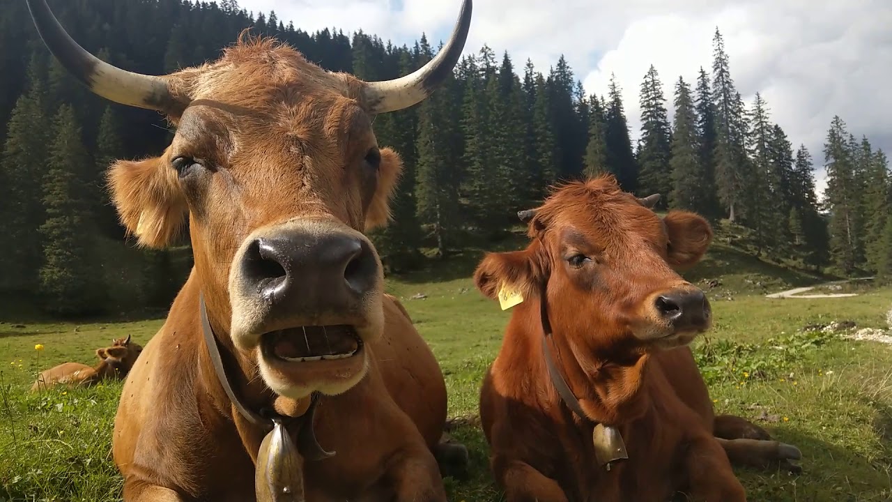 Kühe auf der Wettersteinalm