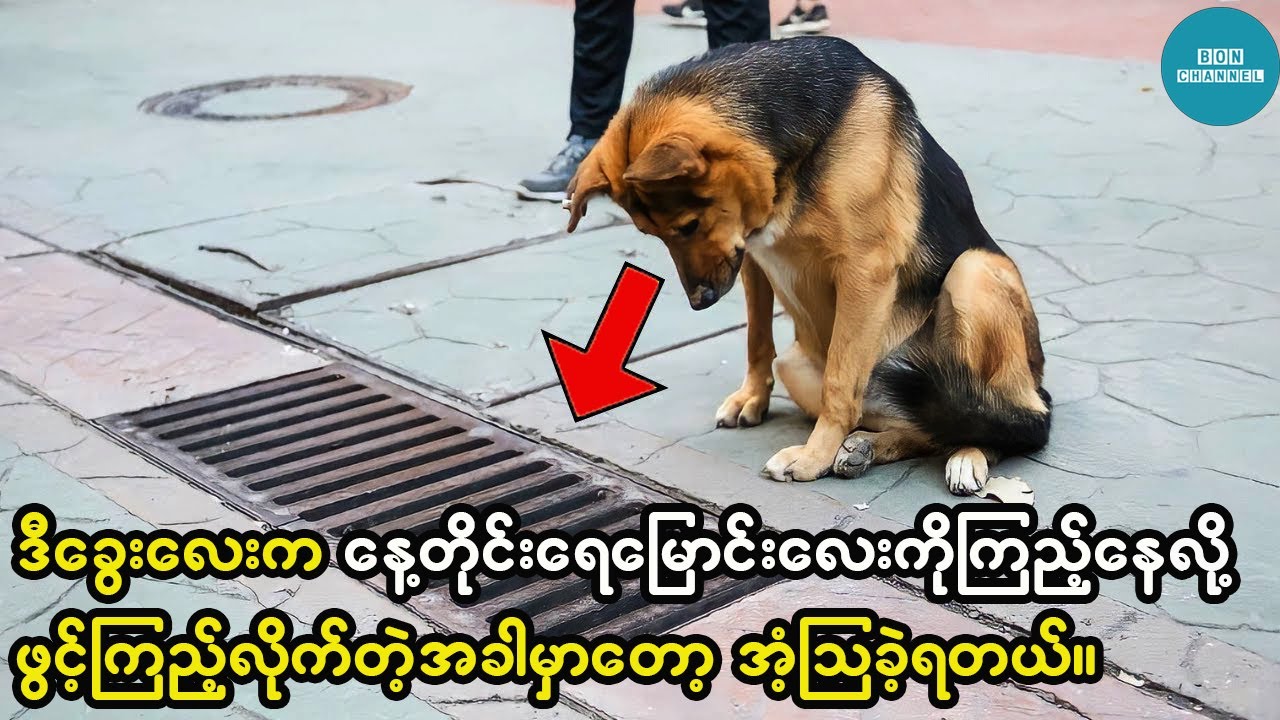 ခွေးလေးဟာ နေ့စဉ်နေ့တိုင်း ရေမြောင်းကိုကြည့်နေခဲ့တဲ့အတွက် ဖွင့်ကြည့်လိုက်တဲ့အခါမှာတော့ အံ့ဩခဲ့ရတယ်။