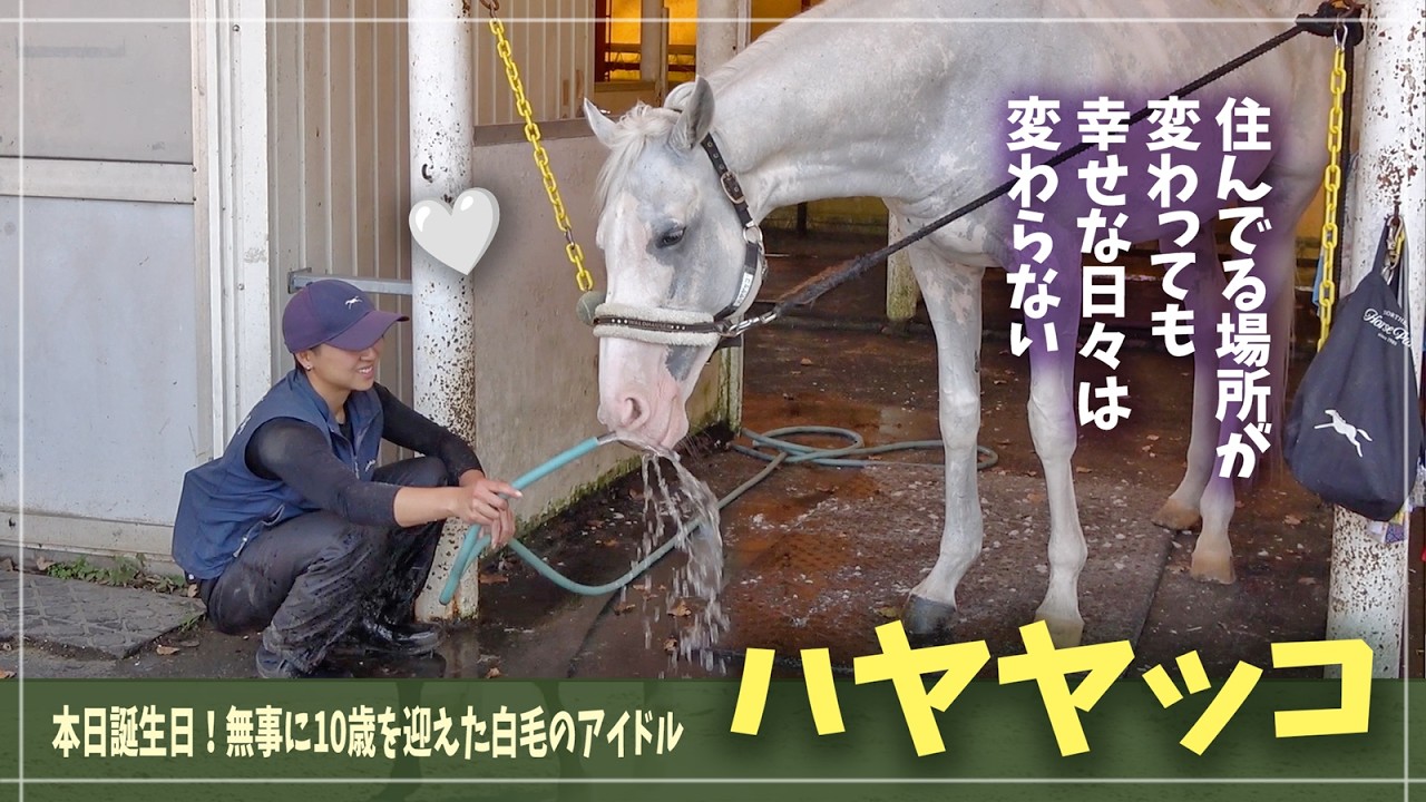 【ハヤヤッコ】本日生誕祭！無事に10歳を迎え、より幸せな日々を送る元競走馬