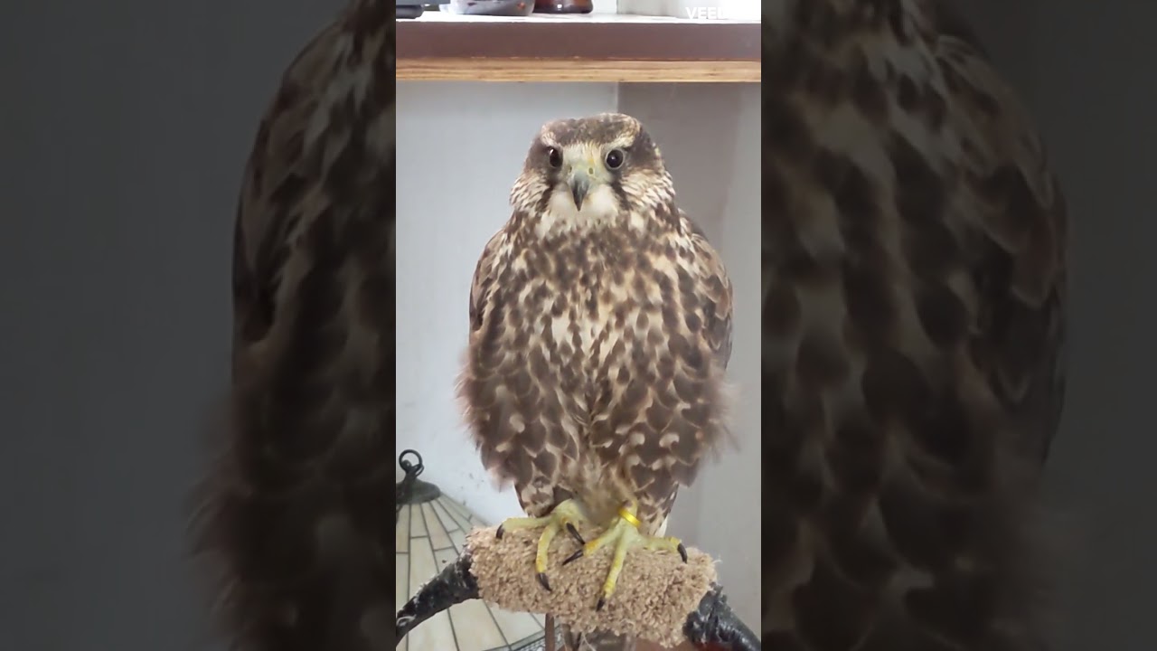 Bird Birb Borb