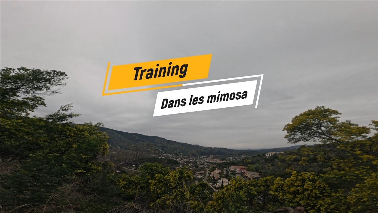 TRAINING DANS LES MIMOSA 