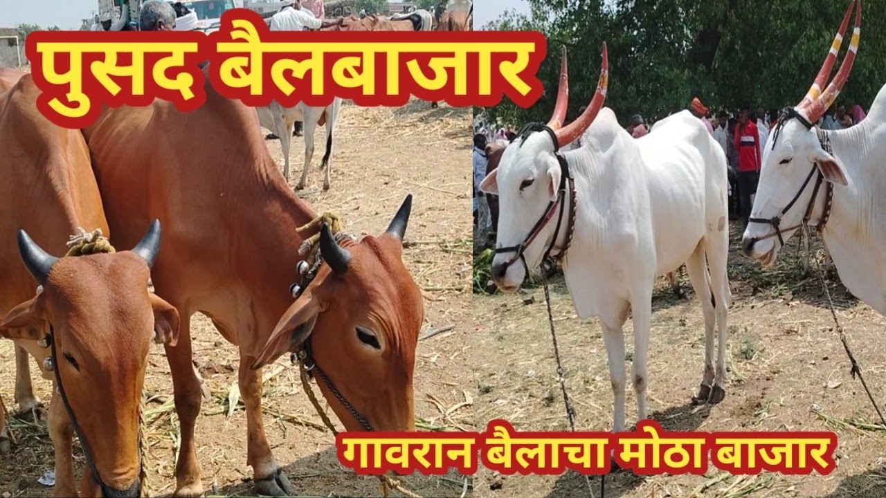 पुसद बैलबाजार 27 एप्रिल l #bailbajar-pusad #बैलबाजार #पुसदबैलबाजार #bailgada #village