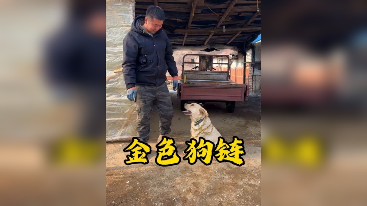 金色狗链子一戴，狗的气质一下就上来了