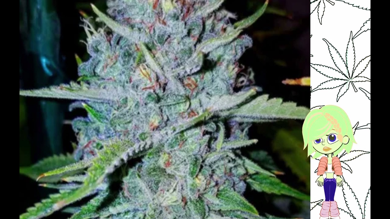 OG Lime Killer   Ethos Genetics