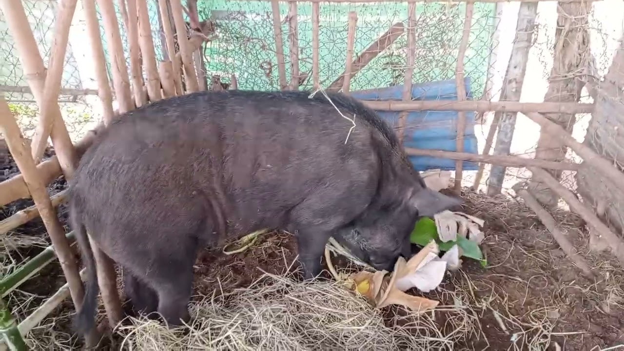 ซ่อมแซมคอกหมู