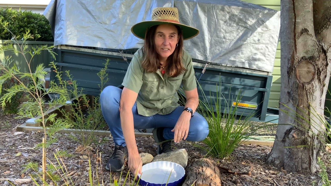 Creating a habitat garden for a skink