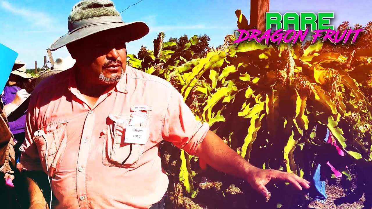 Ramiro Lobo Pitahaya Festival & Field Day (2019) / Pruning / Fruit to Biomass Ratio / Fruit Season