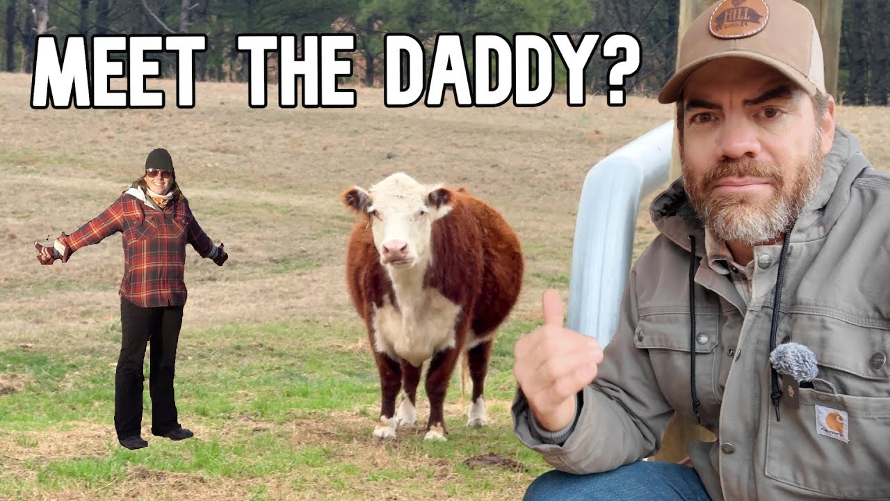 The Truth Behind The Calf's REAL Father! (Farm Mystery Solved?)