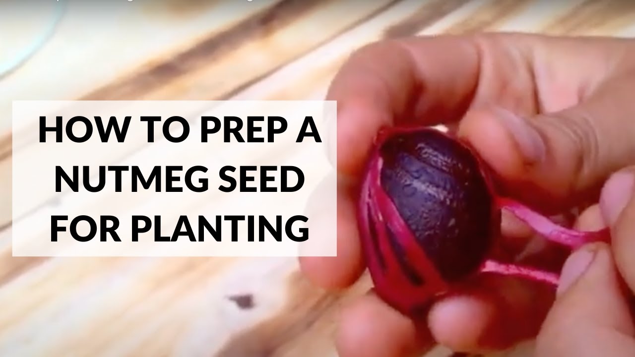 How to Prep a Nutmeg Seed for Planting