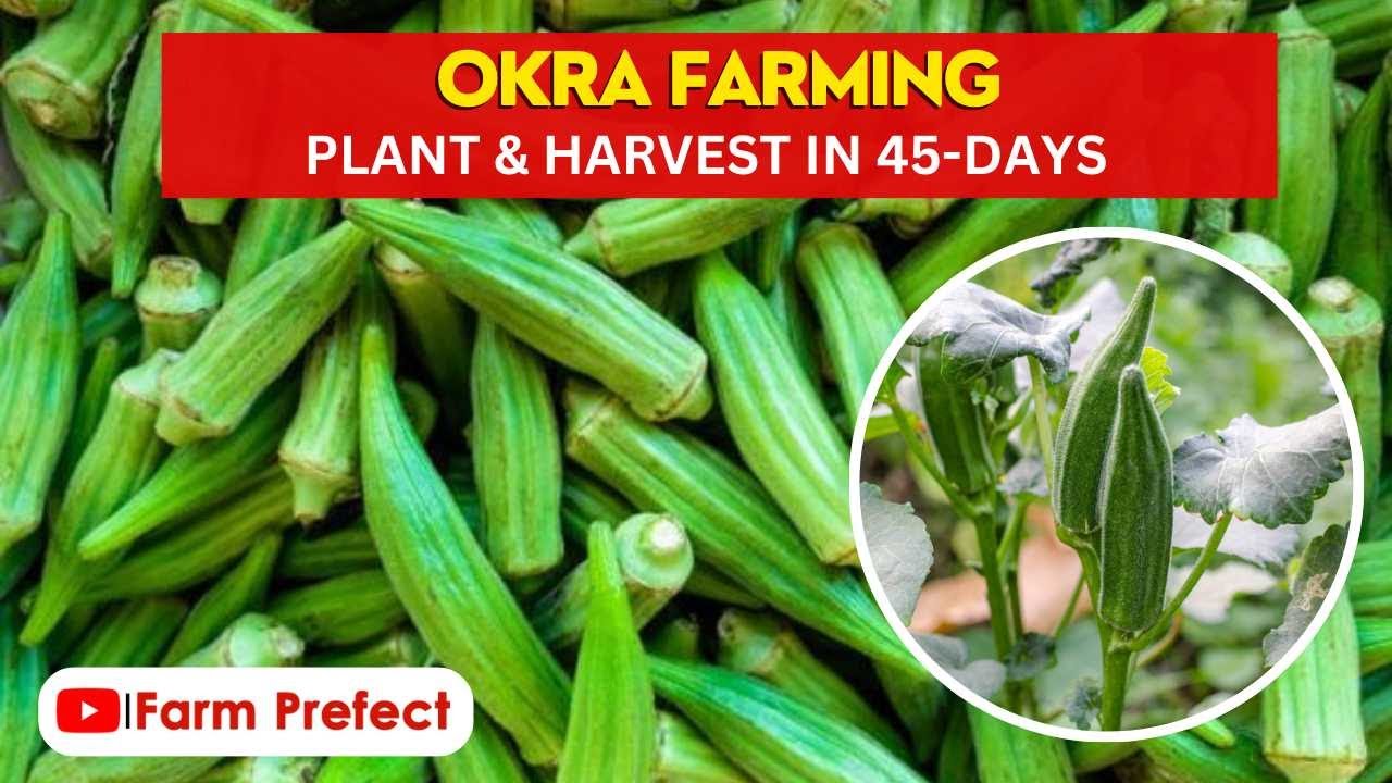 Okra Farming in Ghana (Farm secrets, seed, profit etc)