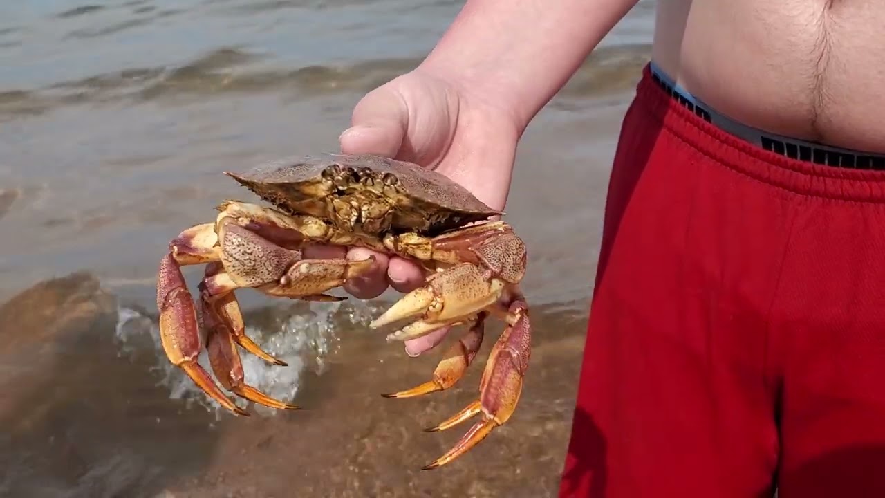 Live Crab caught by young village boy (Panmure Island) in PEI, Canada 🇨🇦)