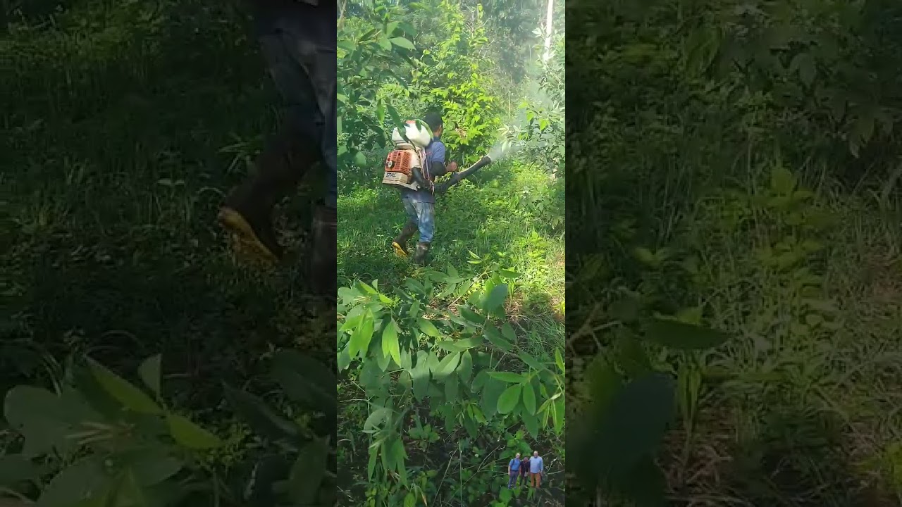Cultivos de guandu, área nole duima comarca ngäbe bugle 🇵🇦